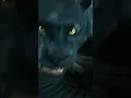 Download Lagu Black Panther Animals Special Status Video #trendingshorts #ringtone #bgm #panther