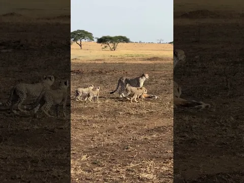 A mother cheetah drags a gazelle carcass while her four cubs follow and learn