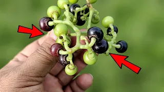 मात्र इसका 1 दाना ही काफी है😱 इसके लाभ जानोगे तो पैरों तले जमीन खिसक जायेगा//