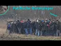 Lagu Pacifische Waterpieper - 11 februari 2023 - 's-Gravendeel