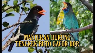 kicauan burung tengkek buto gacor dorr mantap buat masteran