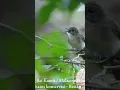 Lagu burung asi kumis gacor #animals #birdwatching #wildlife #birds #forest #birdlovers #burunggacor