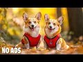 Download Lagu 12 Hours of Relaxing Dog Music 🎵  Dog TV for Anxiety, Stress \u0026 Comfort❤️Heal \u0026 Sleep 🎶 No Ads