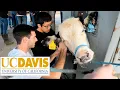 The University of California Davis UC Davis The College Tour