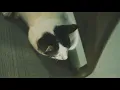 Download Lagu Cinematic kucing