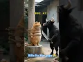 Download Lagu #ytshorts Billu Ko Maar Diya Cow Ne 😭😭😭#fumnyvideos #cartoonforkids #shortsfeed #shortvideo