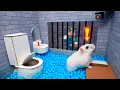 Hamster Escapes Prison Maze Best of Hamster Adventures pets in real life Live Stream