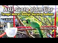 Download Lagu Suara cucak ijo suara alam liar asli bikin terapi cucak ijo macet bunyi