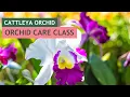 Lagu Cattleyas: Orchid Care Class| #VizcayaMuseum