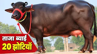 ताजा ब्याई 20 झोटियाँ, कांटे के तोल में दमदार पशुधन || Kisaan Dairy Farm Manjura (9729847257)