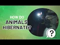 Northeast Nature January How do animals hibernate