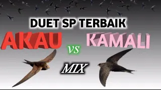 Download AKAU vs KAMALI_ Duet suara panggil walet terbaik mix stereo MP3