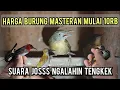 Download Lagu HARGA BURUNG MASTERAN MULAI 10rb❓❗❗ SUARANYA JOSSS NGALAHIN TENGKEK❗❗❗