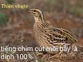 Download Lagu tiếng chim cút cho các anh em bẫy chim bổi là dính 100%