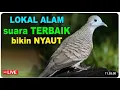 Download Lagu #perkututlokalgacor #perkututlokal #perkutut  #live 09/9/25