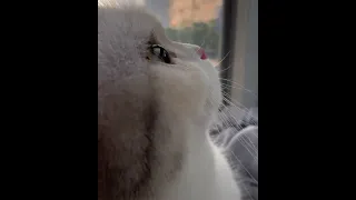 رايتك نورا مبينا 