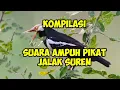 Download Lagu jalak suren gacor suara ampuh pikat jalak suren kompilasi suara pikat suaranya ngeri