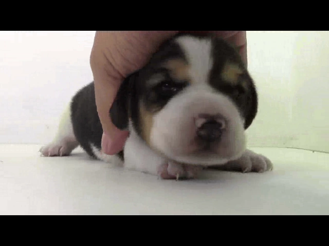 動画