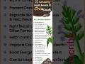 Download Lagu 22 Health Benefits of Chia Seeds