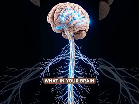 How Your Brain Actually Works 🧠 | Inside the Human Body#WoowHoow #wowhow