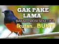 Download Lagu SUARA PANCINGAN MURAI BATU biar Emosi NYAUT jadi Gacor bunyi bongkar isian | TERAPI MURAI BATU 