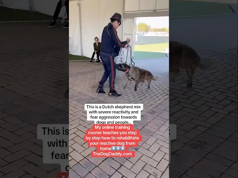 Dog Daddy Training Session With A Reactive Rescue Dog