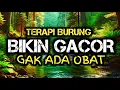 Download Lagu Terapi air untuk semua jenis burung, gemericik air terapi burung, Terapi Burung PALING AMPUH