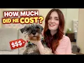 How Much Does a Mini Schnauzer REALLY Cost First Year Beyond