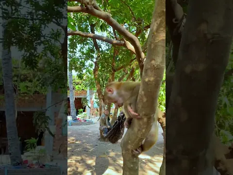 You won't believe what these monkeys are doing! 🐒✨ #monkey #trending #funny