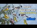 Download Lagu @suara pikat burung sogon vs kutilang ribut# burcil lain pasti ikut nyambar#
