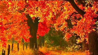 Autumn Splender Beautiful Music Peaceful Soothing Piano Music By Tim Janis  Autumn Splender Beautiful Music Peaceful Soothing Piano Music By Tim Janis