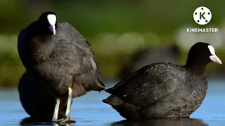 صوت دجاج الماي صافي  صوت دجاج الماي صافي