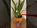 Lagu Watering a musical snake plant