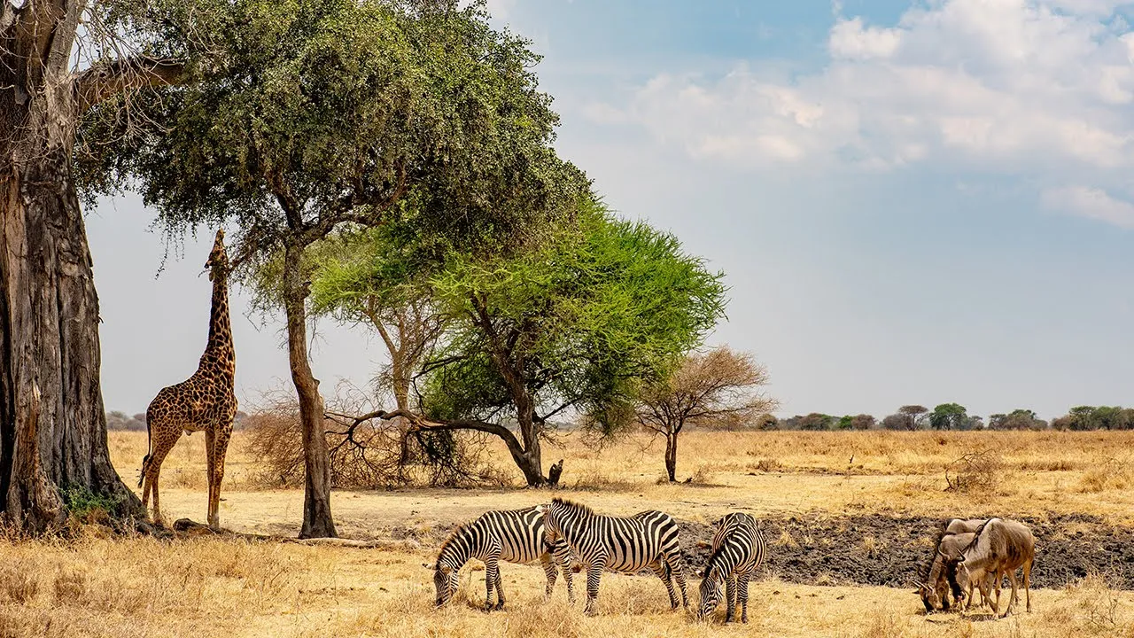 Tanzanie, le paradis sauvage
