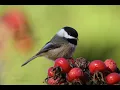 Bird Sounds of Michigan