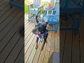 Download Lagu testing the puppy pushups #doberman #rottweiler #shibc shibaclassic.io #uniswap #biconomy #dextools