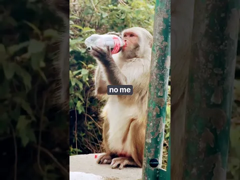 Este PEQUEÑO NO DEJ…. #viral #shorts #parati #fyp #video #videoviral #curiosidades