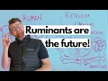 Ruminant Digestive System Explained Rumen for the win