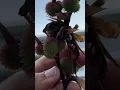 Download Lagu How To Collect Canna Lily Seeds #Shorts