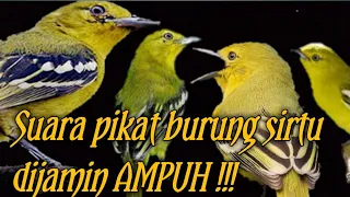 suara burung sirtu pikat ampuh 100 khafa channel