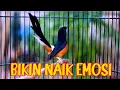 Download Lagu MURAI BATU PENUH EMOSI BONGKAR ISIAN, PANCINGAN NAIKAN EMOSI MURAI BATU