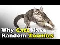 Why Do Cats Have Random Zoomies