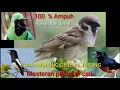 Download Lagu Masteran murai batu - Suara burung gereja tarung berjeda untuk murai batu,cucak ijo dan kacer