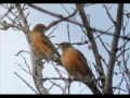 Amazing bird sounds Robins and Nightingales 20 min Daily Relaxing