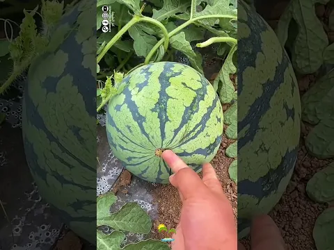 اجمل واطيب فاكهة 🤩 البطيخ الأحمر 🍉