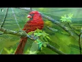 Beautiful Relaxing Music - Music is soothing, Relaxing Music with Birds Singing