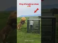 Lion Cage Encounter Gone WRONG