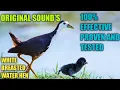 Download Lagu Good call sounds calling white breasted water hen.proven and tested.