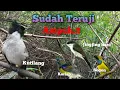 Download Lagu Suara Pikat Kutilang Ribut Vs Burcil Sogon Korlap Jingjing Batu