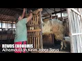 Lagu Vlog‼️Lagi dan lagi masih di percaya kirim KAMBING JUMBO ke Jawa Barat MURAH bukan Murahan #tranding